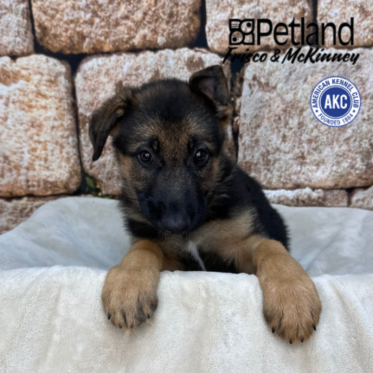[#26503-01] Black / Tan M German Shepherd Dog Puppies for Sale