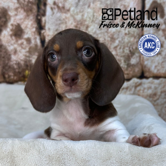 [#26521-01] Brown / Tan M Dachshund Puppies for Sale