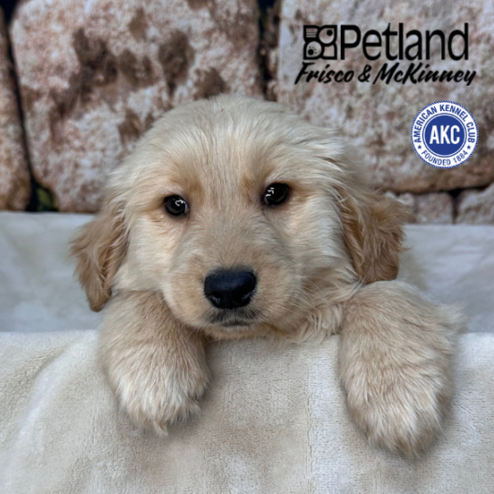 [#26689-03] Golden F Golden Retriever Puppies for Sale
