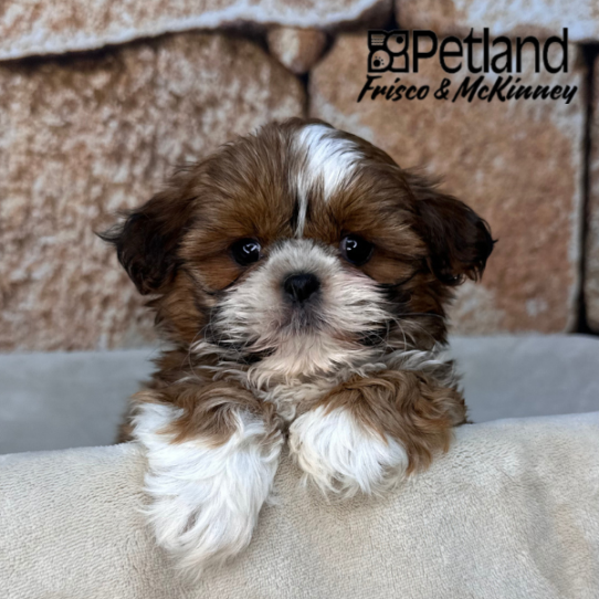[#26189-03] Red F Shih Tzu Puppies for Sale