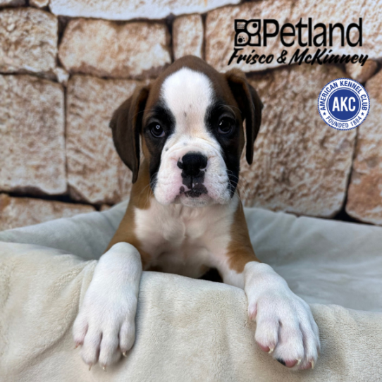 [#26185-01] Fawn / White F Boxer Puppies for Sale