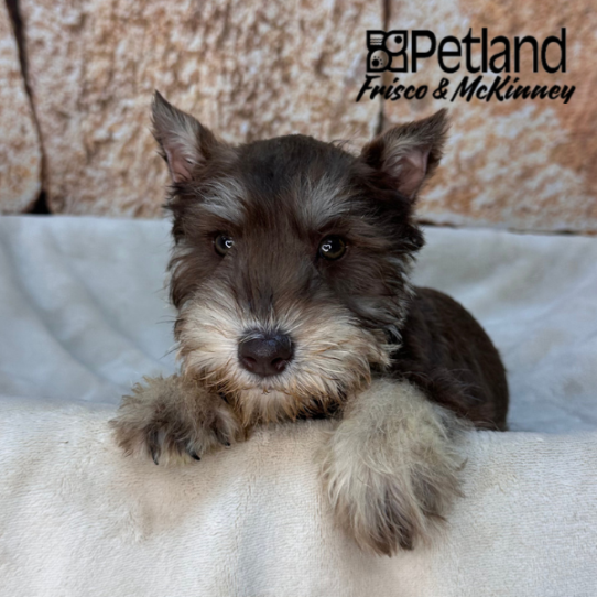 [#26183-03] Chocolate / Tan M Miniature Schnauzer Puppies for Sale
