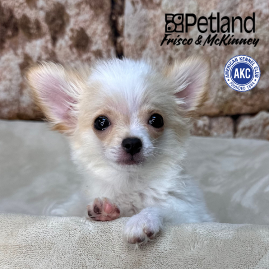 [#26328-02] White / Cream M Chihuahua Puppies for Sale