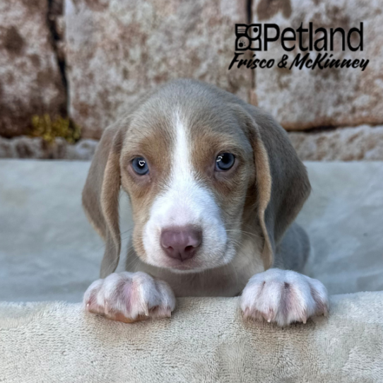 [#2626-06] Lilac White / Tan M Beagle Puppies for Sale