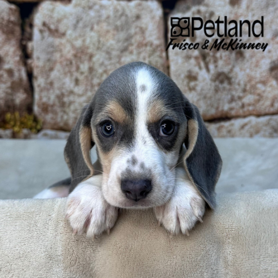 [#2626-08] Blue / White F Beagle Puppies for Sale