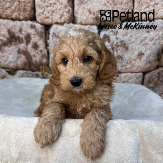 [#2616-06] Red M Cock A Poo 2nd Gen Puppies for Sale