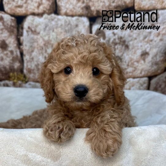 [#2616-07] Red M Cock A Poo 2nd Gen Puppies for Sale