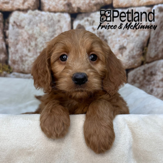 [#2617-04] Red F Goldendoodle Mini Puppies for Sale