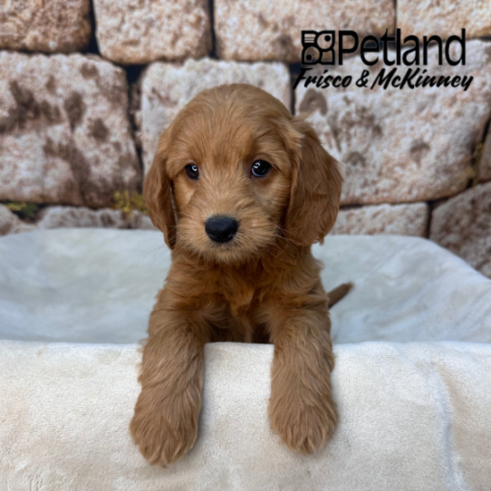 [#2617-07] Red F Goldendoodle Mini Puppies for Sale