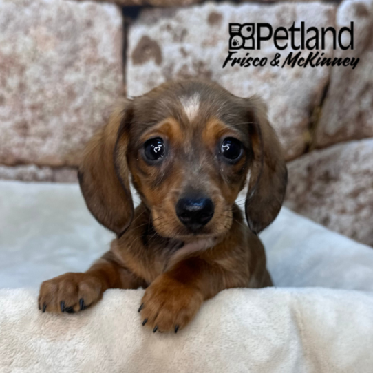 [#26180-02] Brown Brindle M Dachshund Puppies for Sale