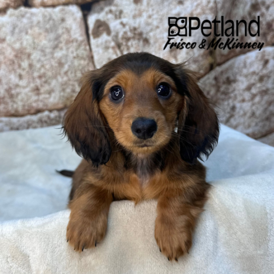 [#26180-05] Red Sable F Dachshund Puppies for Sale