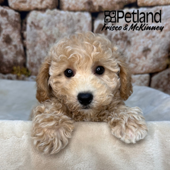 [#2650-06] Cream F Bichapoo Puppies for Sale