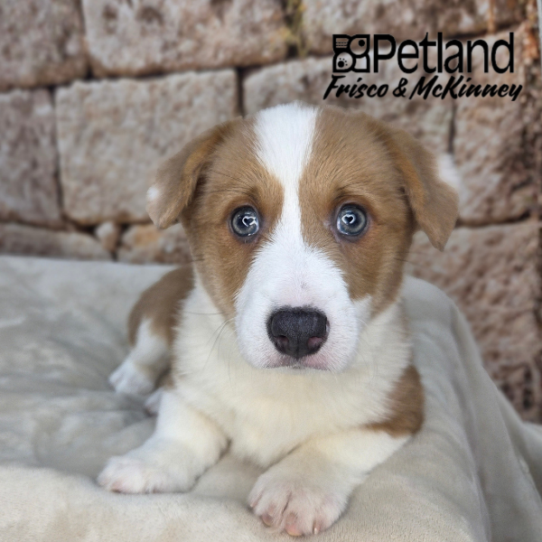 [#26157-04] Blue Fawn F Pembroke Welsh Corgi Puppies for Sale