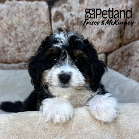 [#2653-04] Black White / Tan F Bernedoodle Mini 2nd Gen Puppies for Sale