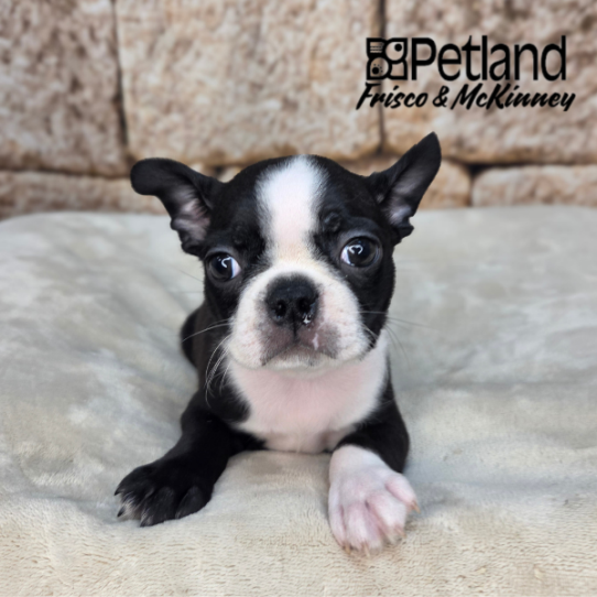 [#26180-02] Black M Boston Terrier Puppies for Sale