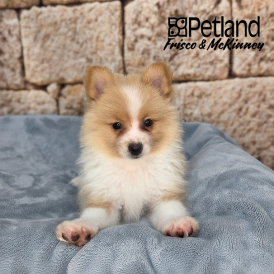 [#26159-05] Orange F Pomeranian Puppies for Sale