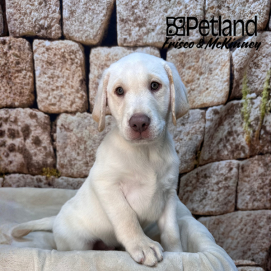 [#265-03] Champagne M Labrador Retriever Puppies for Sale