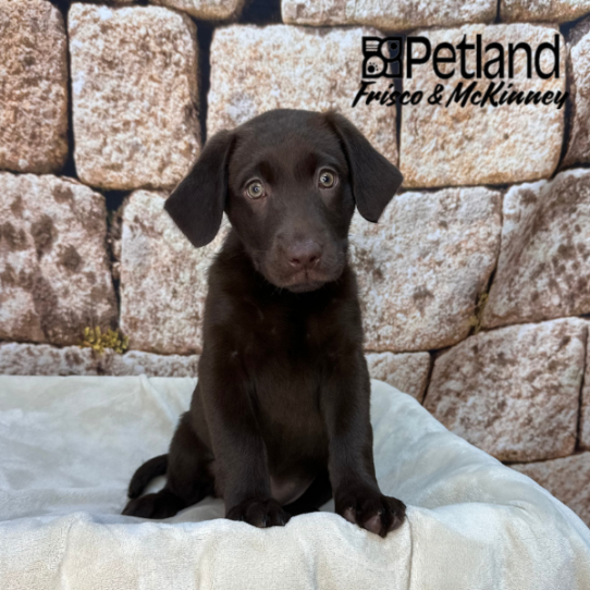 [#265-05] Chocolate F Labrador Retriever Puppies for Sale