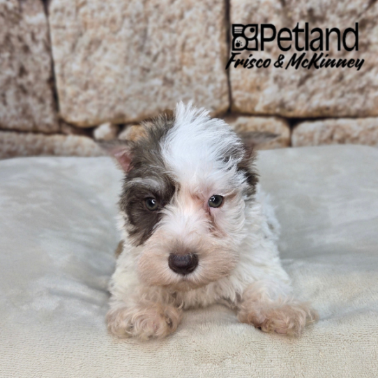 [#26179-02] Chocolate Merle F Miniature Schnauzer Puppies for Sale