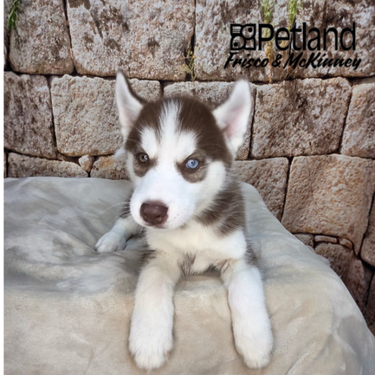 [#26178-01] Red / White M Siberian Husky Puppies for Sale