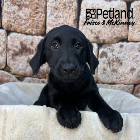 [#265-09] Black F Labrador Retriever Puppies for Sale