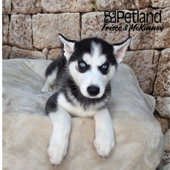 [#26178-04] Black / White F Siberian Husky Puppies for Sale
