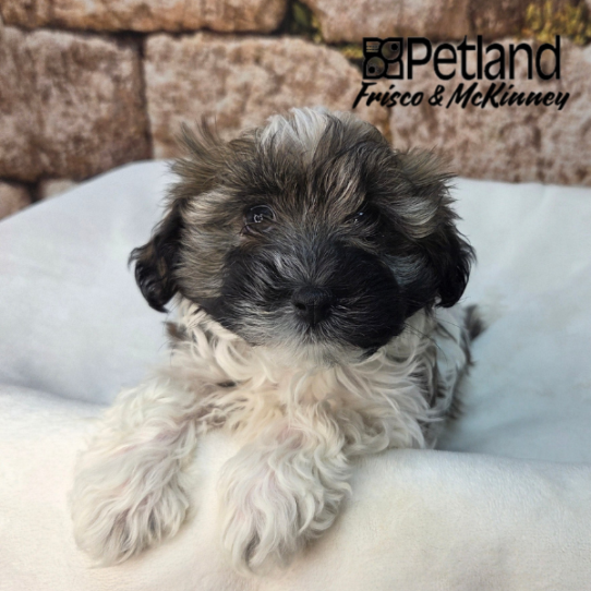 [#N02368] Silver Sable F Havanese Puppies for Sale