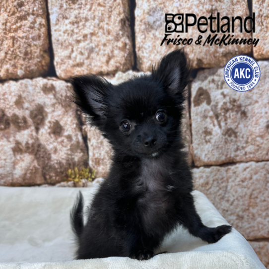 [#26331-01] Black / White M Chihuahua Puppies for Sale