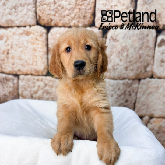 [#2627-07] Golden F Golden Retriever Puppies for Sale