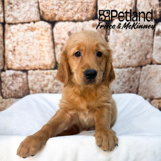 [#2627-09] Golden F Golden Retriever Puppies for Sale