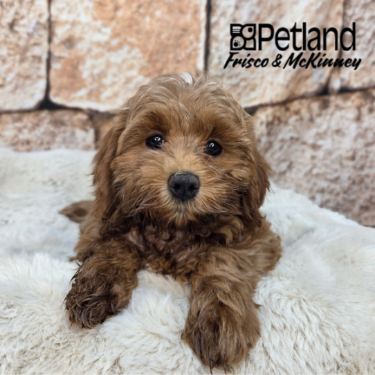 [#2663-04] Red F Cock A Poo 2nd Gen Puppies for Sale