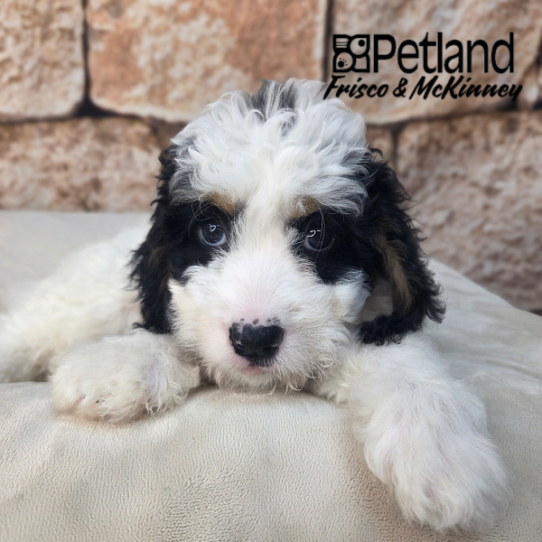 [#2664-04] Black White / Tan F Bernedoodle Mini 2nd Gen Puppies for Sale