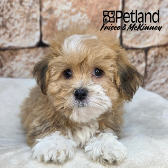 [#2659-04] Gold / White F Havanese Puppies for Sale