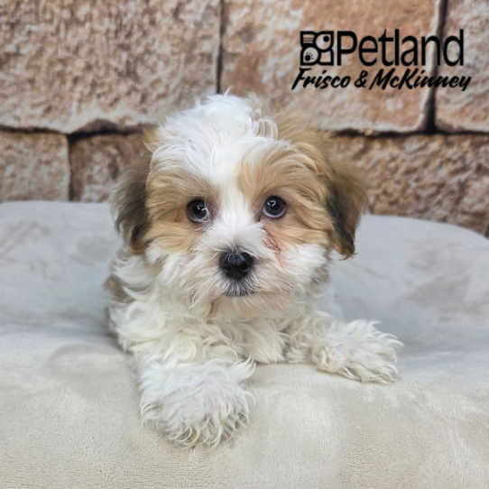 [#2659-02] Gold / White M Havanese Puppies for Sale