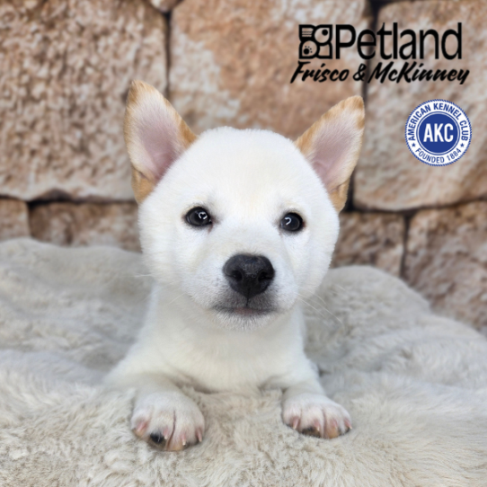 [#N02563] Cream M Shiba Inu Puppies for Sale
