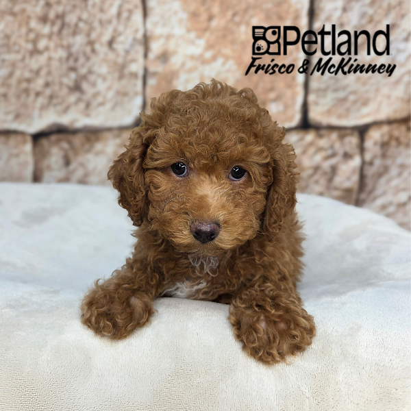Cavapoo in Aubrey, TX