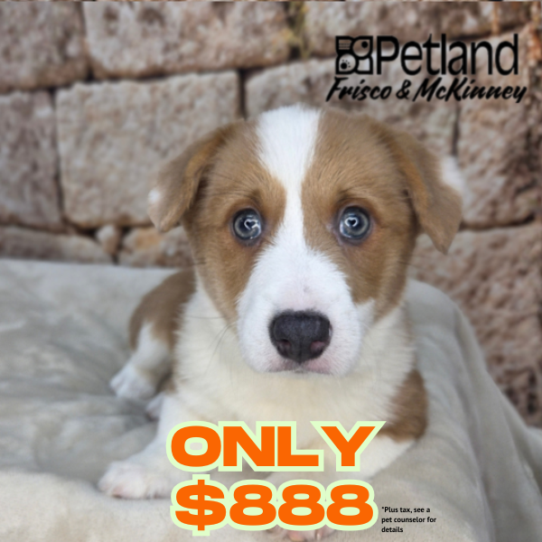 [#26157-04] Blue Fawn F Pembroke Welsh Corgi Puppies for Sale