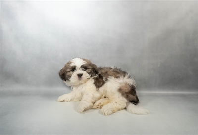 [#N01405] Blue and White M Shih Tzu Puppies for Sale