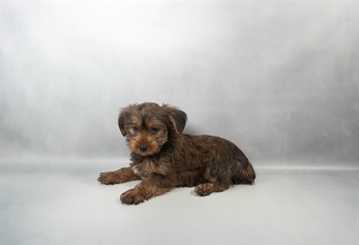 [#N01418] Chocolate and Tan F Yorkshire Terrier Puppies for Sale