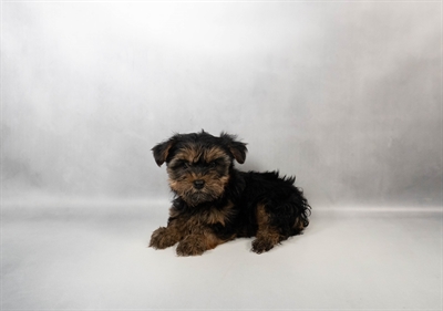 [#N01966] Black and Tan F Yorkshire Terrier Puppies for Sale
