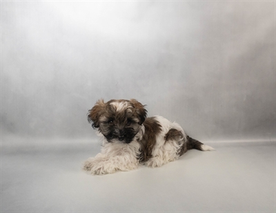 [#N02368] Silver Sable F Havanese Puppies for Sale