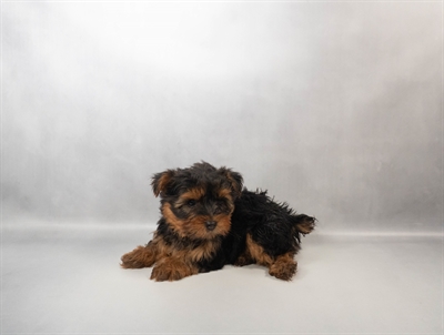 [#N02437] Black and Tan M Yorkshire Terrier Puppies for Sale