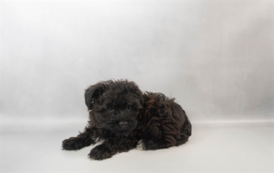 [#N02456] Black F Yorkiepoo Puppies for Sale