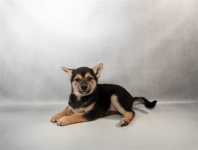 [#N02560] Black and Tan F Shiba Inu Puppies for Sale