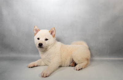 [#N02563] Cream M Shiba Inu Puppies for Sale