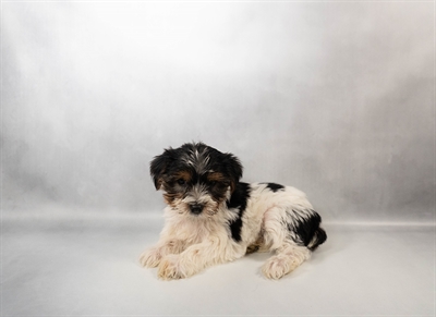 [#N02928] Black Tan and White M Yorkshire Terrier Puppies for Sale