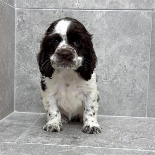 [#26147-04] Chocolate F Cocker Spaniel Puppies for Sale