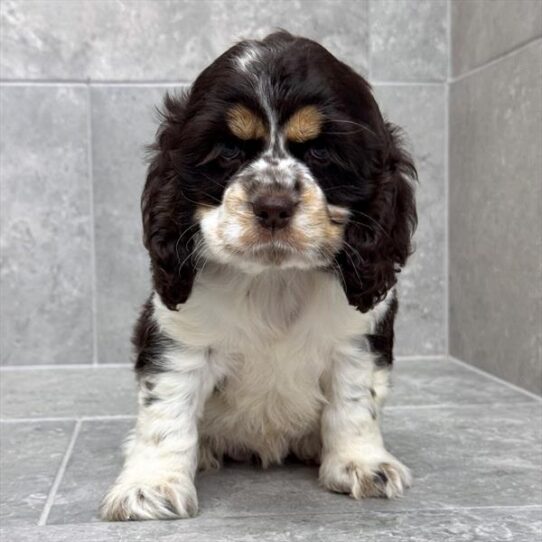 [#26147-05] Chocolate / Tan F Cocker Spaniel Puppies for Sale