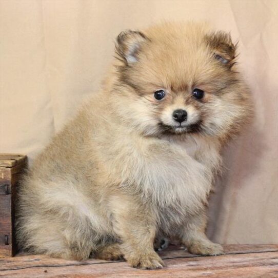 [#26182-01] Orange M Pomeranian Puppies for Sale