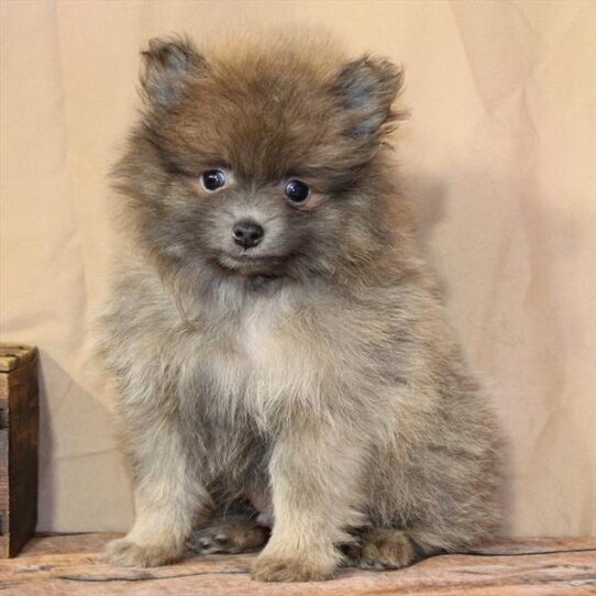 [#26182-03] Blue Fawn M Pomeranian Puppies for Sale